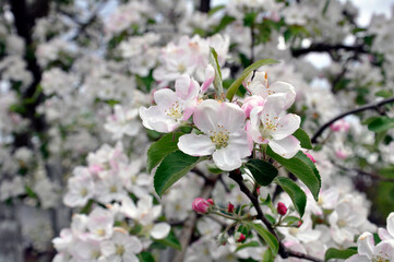 Pink delicate apple blossom on an old village house.