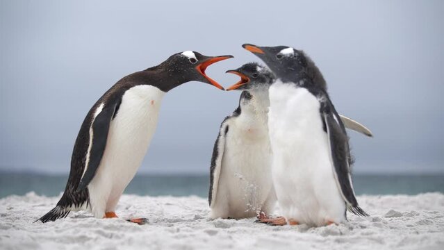 Penguin Runs Into Group Attacks and Is Chased Away Gentoo Colony Beach Sand Blue Ocean Cinematic Funny Adorable Animals Molting Wildlife Nature