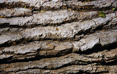 Trunk bark of a California oak tree 