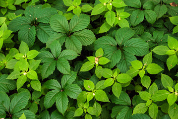 dark and light green leaves of plants in the forest