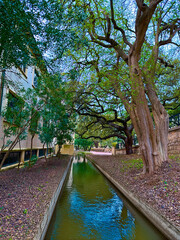 slow river in the park under old big trees.