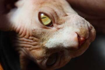 A detailed view of a feline's face, featuring bright yellow eyes