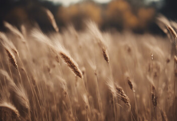 Fototapeta premium A bunch of autumn dry field grass with spikelets flutters in the wind isolated on transparent backgr