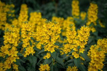 Lysimachia vulgaris with yellow flowers in a meadow. A flowering perennial plant in the park on a flowerbed in closeup