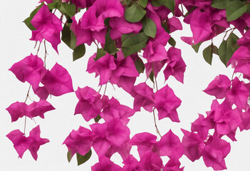 Set of bougainvillea creeper hanging isolated on transparent background