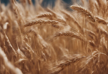 Fototapeta premium Bunch dry ripe autumn spikelets of wheat isolated on transparent background