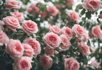 Obraz premium Bush of rose flowers on white background