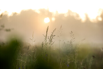morning summer meadow in fog and first sunlight
