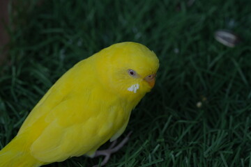The budgerigar (Melopsittacus undulatus), commonly known as a budgie or parakeet, is a small, colorful parrot native to Australia. Budgies are popular pets worldwide due to their friendly nature, low 