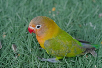 Agapornis fischeri, commonly known as the Fischer's Lovebird, is a small, colorful parrot species native to East Africa. It is named after the German explorer Günter Fischer, who first described the b
