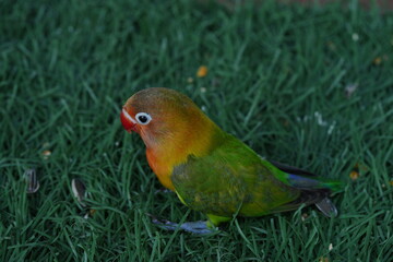 Agapornis fischeri, commonly known as the Fischer's Lovebird, is a small, colorful parrot species native to East Africa. It is named after the German explorer Günter Fischer, who first described the b