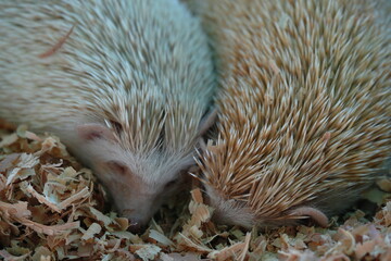 Hedgehogs have a coat of sharp spines or quills on their backs, which they use for protection....