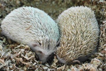 ハリネズミは背中に鋭いトゲや針のコートを持ち、それを防御に使用します。これらのトゲはケラチンでできており、これは人間の髪や爪を構成するのと同じタンパク質です。