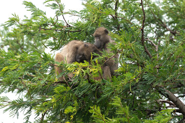 Babouin chacma, Papio ursinus , chacma baboon, Parc national Kruger, Afrique du Sud