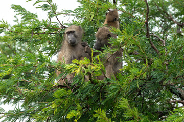 Babouin chacma, Papio ursinus , chacma baboon, Parc national Kruger, Afrique du Sud