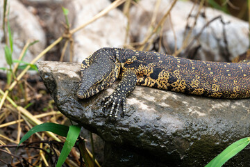 Varan du Nil, Varanus niloticus