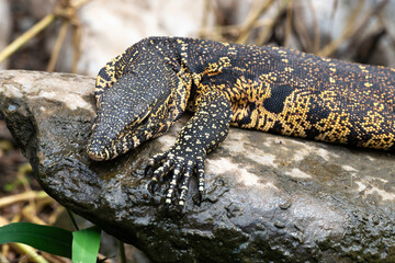 Varan du Nil, Varanus niloticus