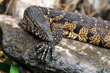 Varan du Nil, Varanus niloticus