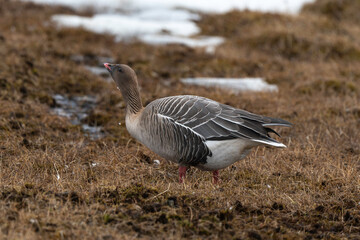 Oie à bec court, .Anser brachyrhynchus, Pink footed Goose, Spitzberg, Svalbard, Norvège