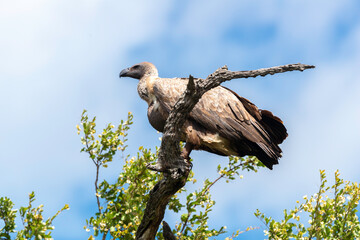 Vautour africain,.Gyps africanus, White backed Vulture, Parc national Kruger, Afrique du Sud