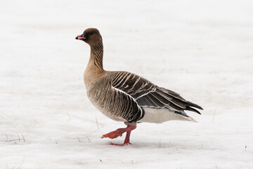 Oie à bec court, .Anser brachyrhynchus, Pink footed Goose, Spitzberg, Svalbard, Norvège