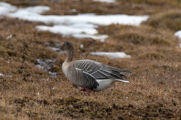 Oie à bec court, .Anser brachyrhynchus, Pink footed Goose, Spitzberg, Svalbard, Norvège