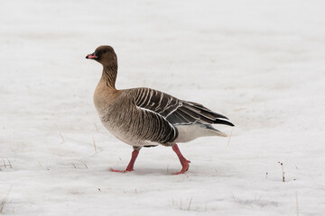 Oie à bec court, .Anser brachyrhynchus, Pink footed Goose, Spitzberg, Svalbard, Norvège