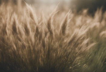 Fototapeta premium Tussock of grass isolated on transparent background