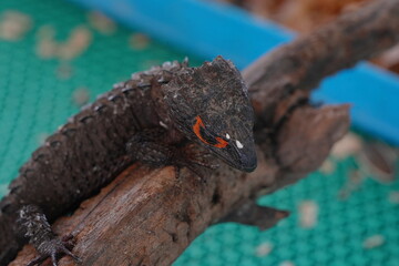 The Red-eyed Crocodile Skink (Tribolonotus gracilis) is a fascinating reptile known for its distinctive appearance and behavior. |紅眼鷹蜥