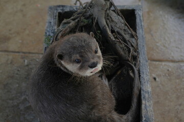 Obraz premium Asian Small-Clawed Otter (Aonyx cinereus): Found in Southeast Asia, inhabiting rivers, wetlands, and mangroves.|水獺