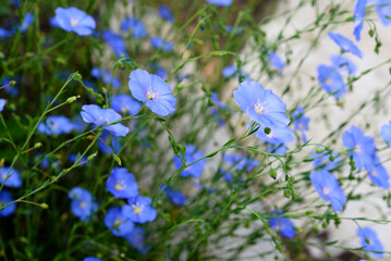 Blue flax flowers in the garden. Linum usitatissimum.