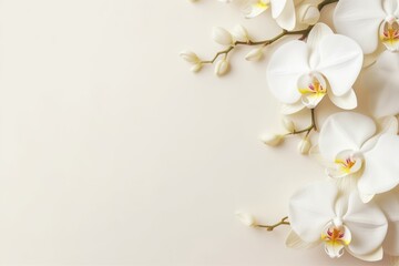 Elegant White Orchids on Soft Background