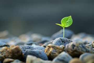 A young plant grows out of the pebbles, symbolizing stability and growth, symbolizing hope and renewal