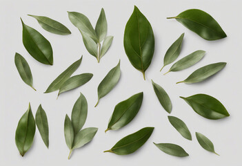 Et of healthy herbs elements Fresh bay leaf isolated on transparent background