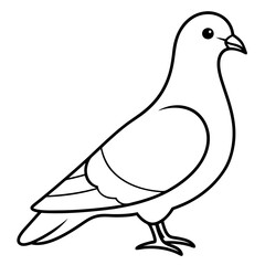white dove isolated on white