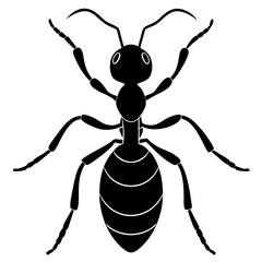 illustration of spider