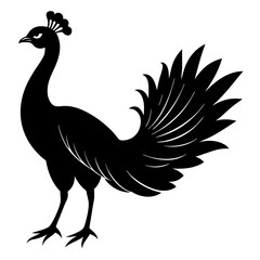 black and white peacock vector