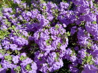 Fototapeta premium A lush green landscape adorned with purple and colorful wildflowers creates a vibrant and enchanting scene, showcasing nature’s beauty with a rich tapestry of blooming flora.