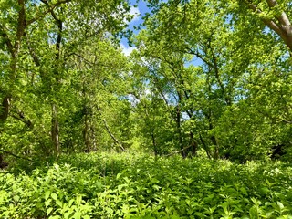 A lush green nature yard adorned with colorful wildflowers blooms vibrantly in a serene backyard, creating a picturesque, tranquil oasis filled with beauty and life.