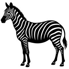 zebra isolated on white