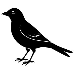 crow on a white background