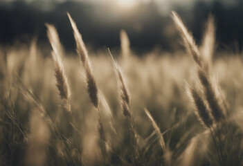 Fototapeta premium Tussock of grass isolated on transparent background