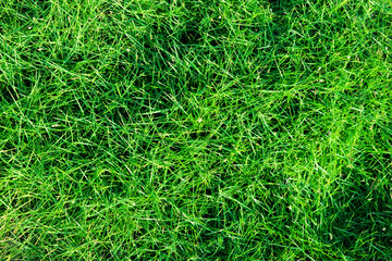 green grass texture