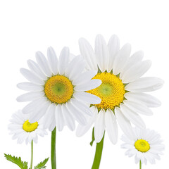 Naklejka premium detailed daisies isolated on transparent background