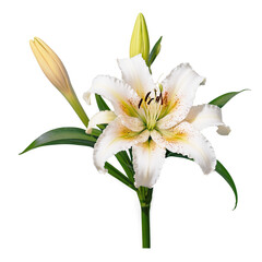 Fototapeta premium bouquet of lilies on transparent background