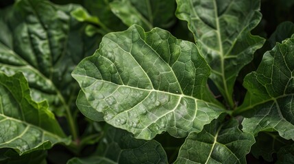 Easily seen veins of cheesewood foliage
