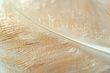 Close-up of a feather showcasing its delicate structure and softness