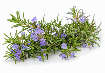 blue rosemary flowers isolated on a white background