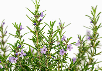 Fototapeta premium blue rosemary flowers isolated on a white background