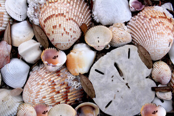Seashells